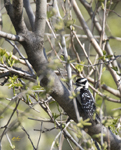 Downy Woodpecker 0807